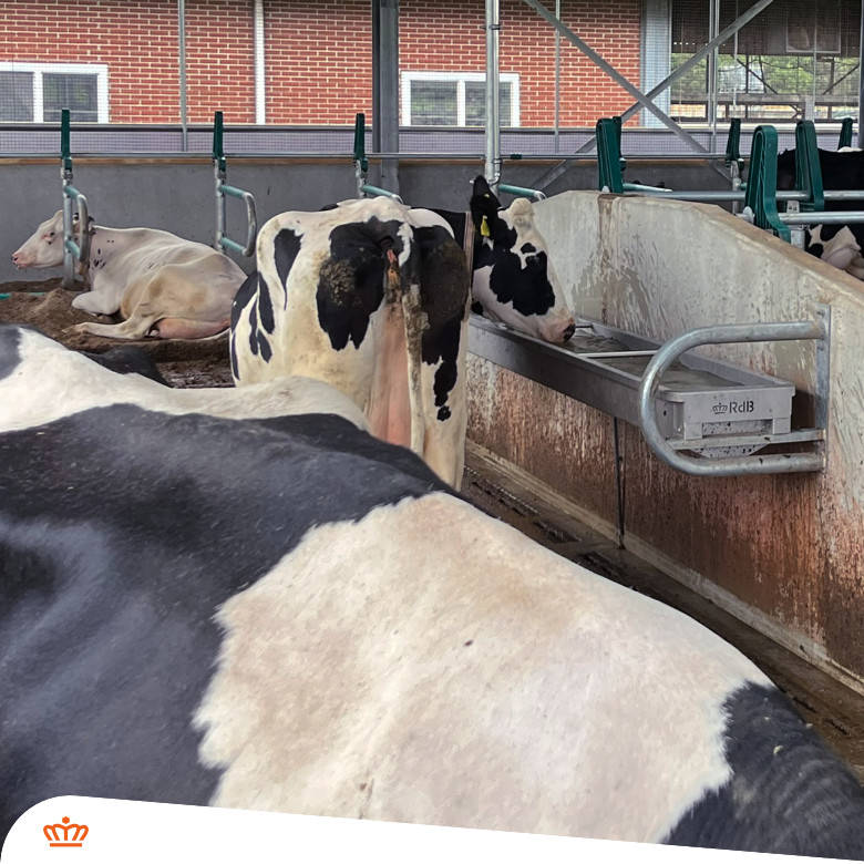 Easy Drink water troughs