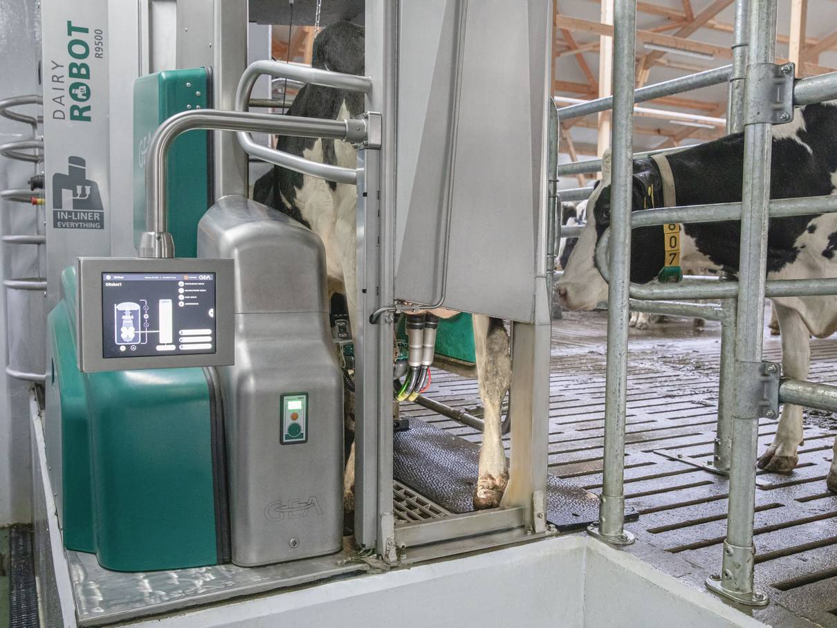 Melken met een GEA melkinstallatie!