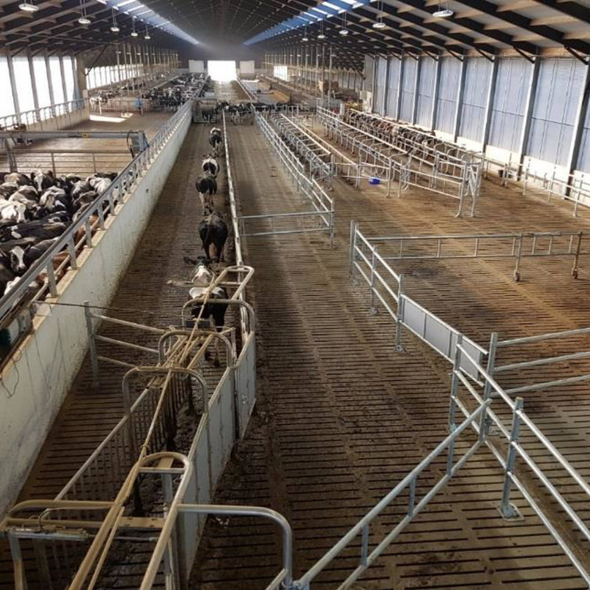 Cow handling and separation