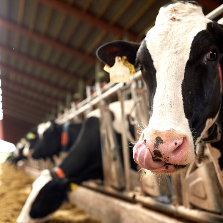 Eisele AT dompelbare motorpomp