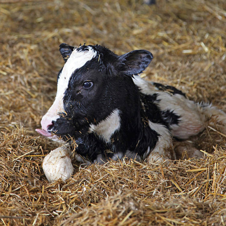 Logement des génisses