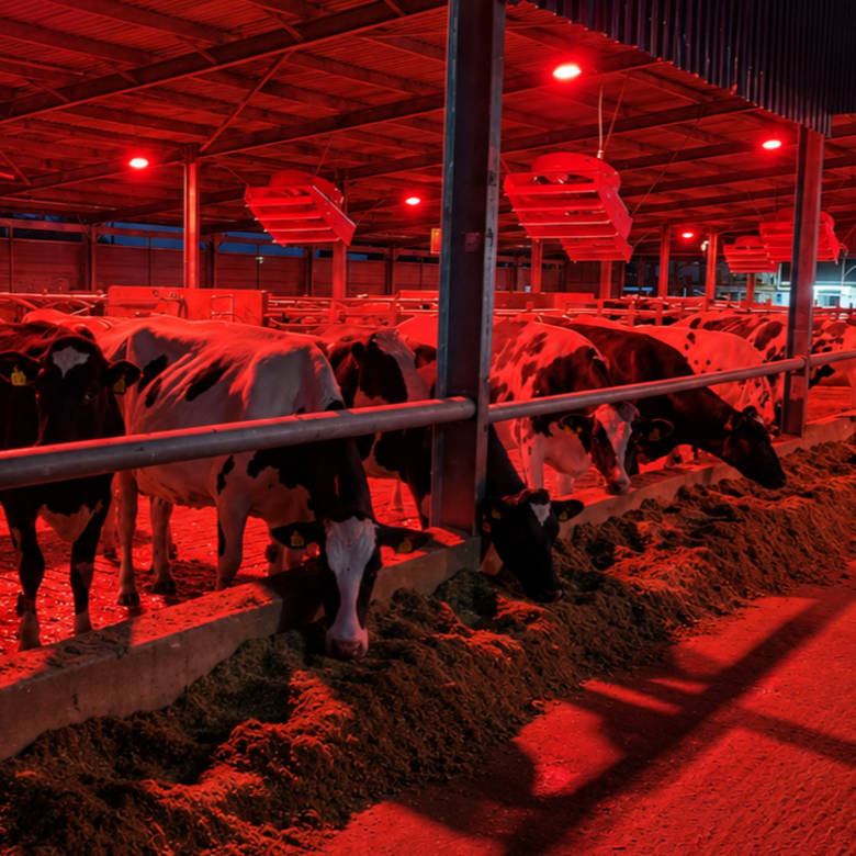 Dairy Barn Eco Bay Led Lighting