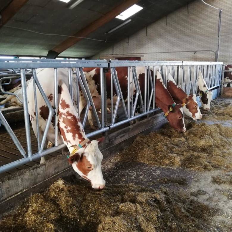 Safe feeding fences for calves