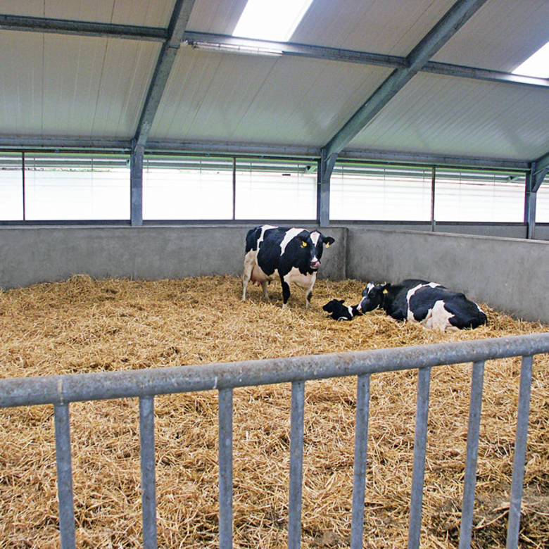 Focus areas for young stock accomodations