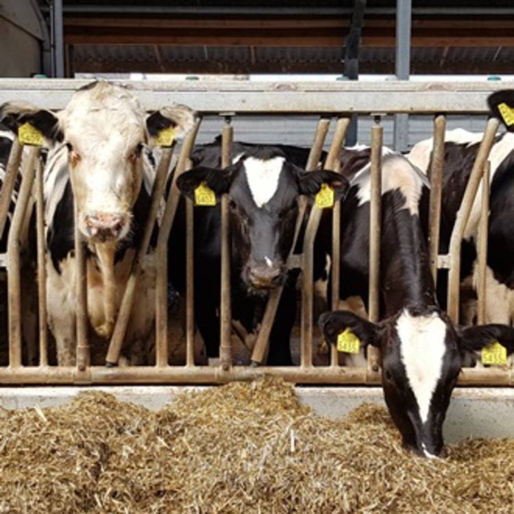 Self-locking feed fence
