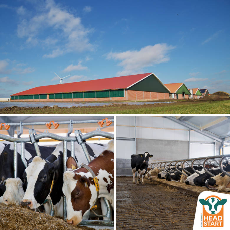 A new young stock barn where everything fits