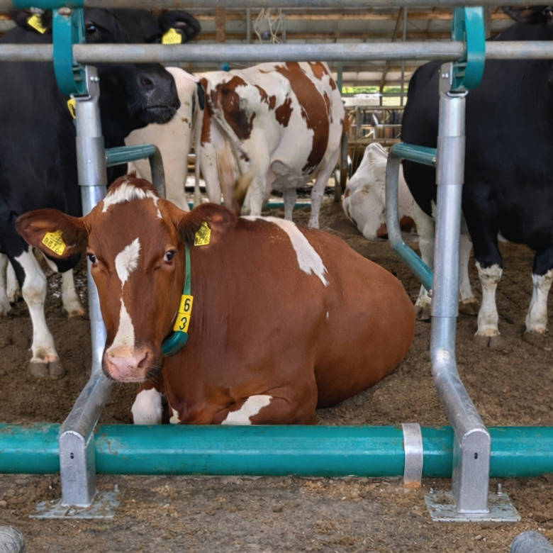 Principales caractéristiques des logettes SafetyFlex