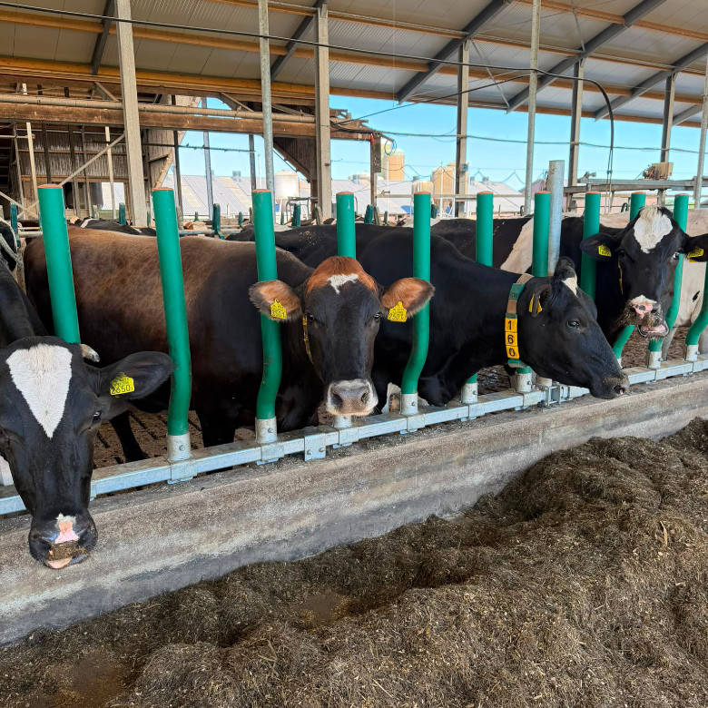 COMFORT FOR THE COW. FLEXIBILITY FOR THE BARN.