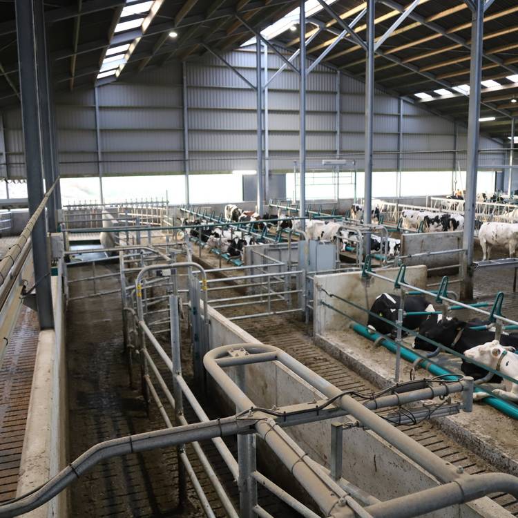 Сортировка и движение коров