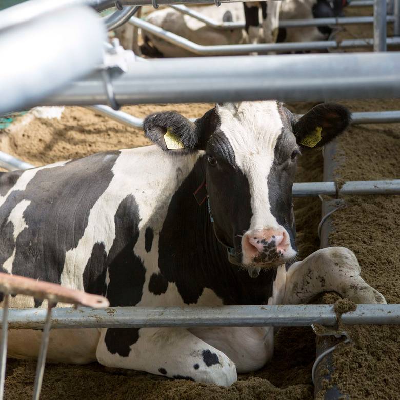 Barn equipment and cowcomfort