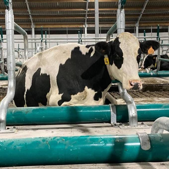 Bedding systems for cows