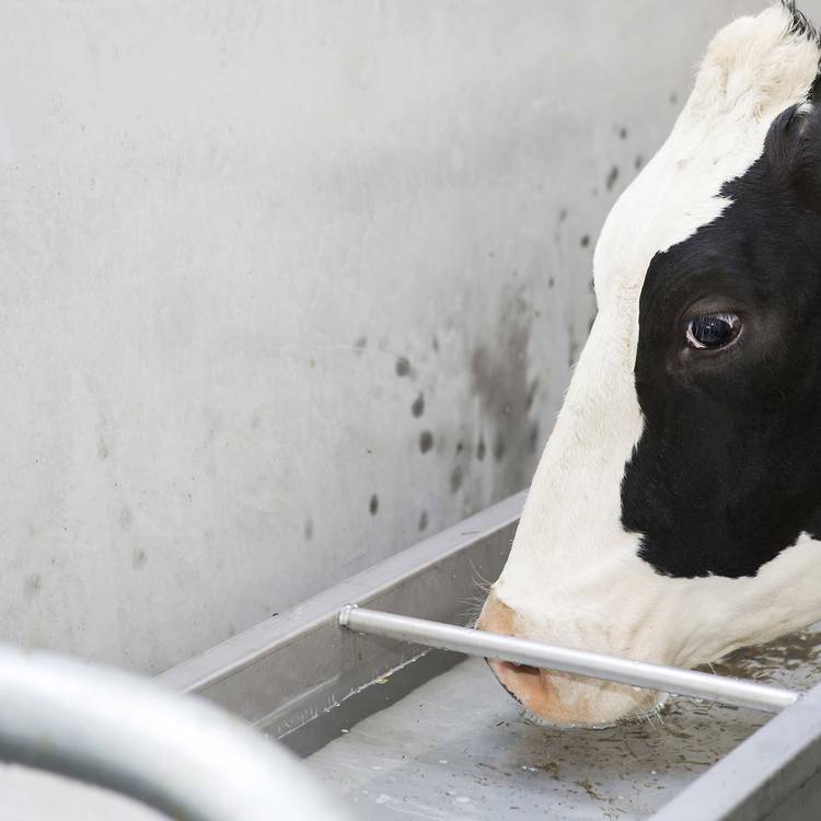 Кормление и поение