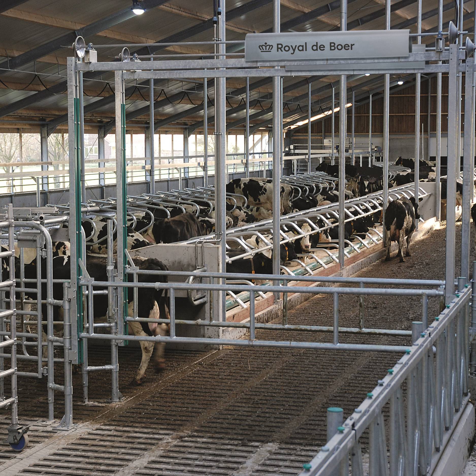 Hefhek voor koerouting en selectie in de stal