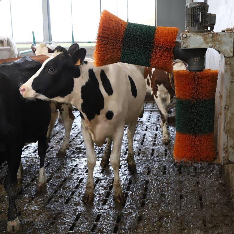 Cow brushes