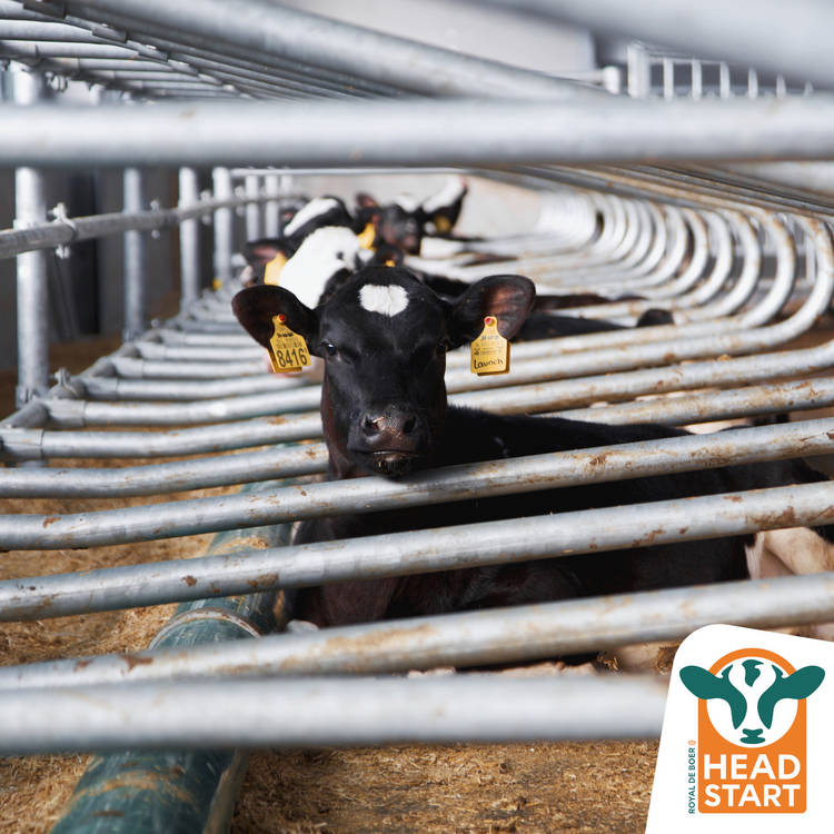 Ready, Set, Headstart.