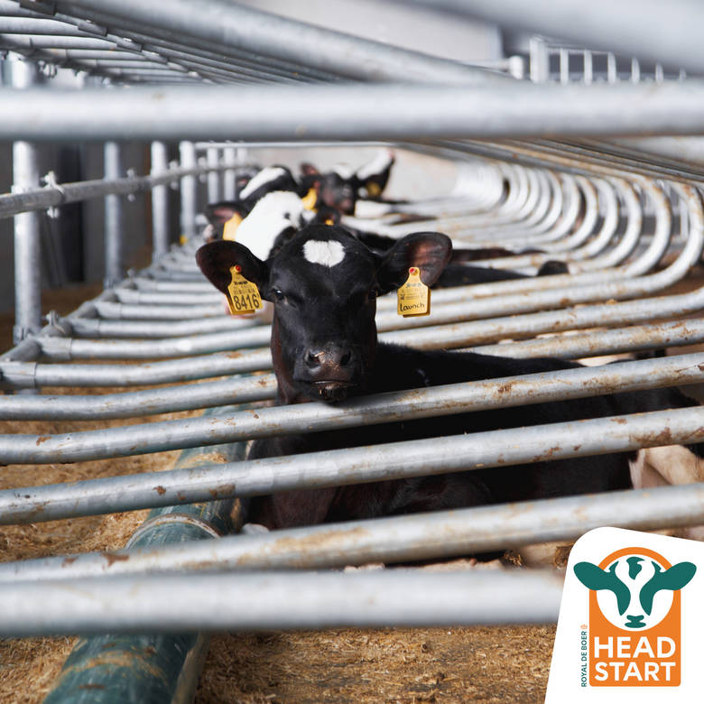 Royal de Boer barn equipment for young stock