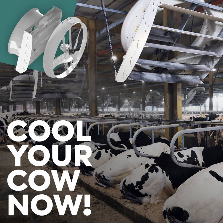 Effizientes Kühlen auf Kuh-Ebene
