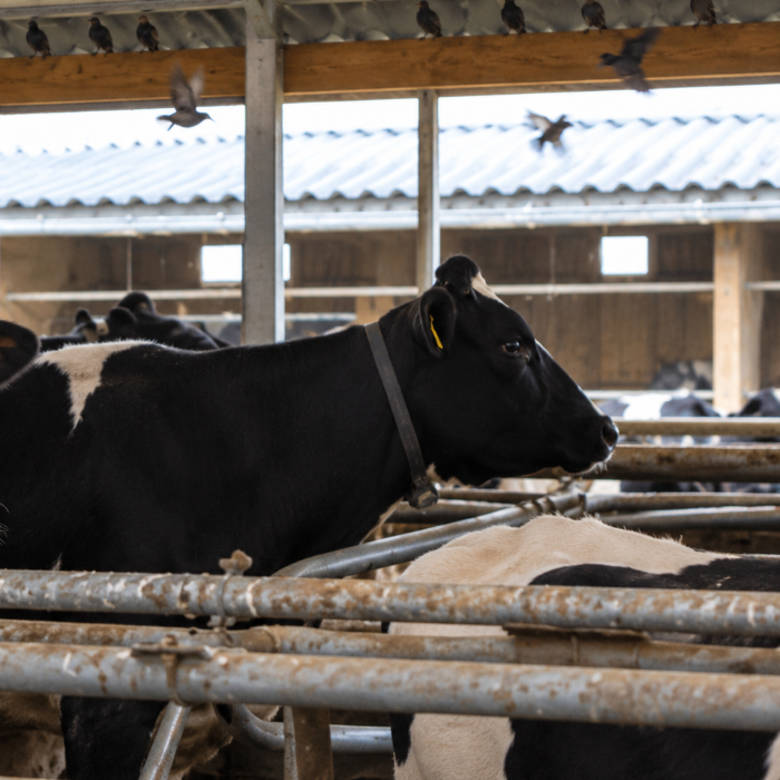 Protect feed, feed hygiene and cow health