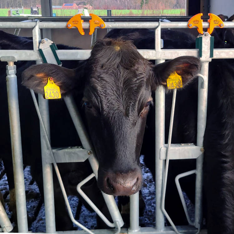 Cornadis de sécurité pour jeune