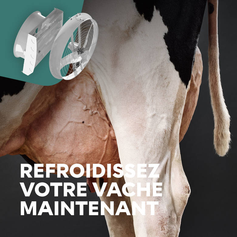 Refroidissement efficace au niveau de la vache